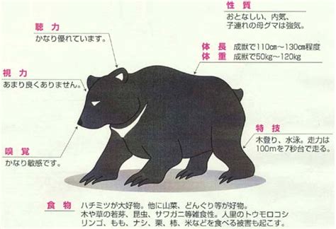 ヒゲクマ：特徴、体重、サイズ、生息地、写真など